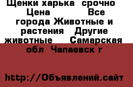 Щенки харька! срочно. › Цена ­ 5 000 - Все города Животные и растения » Другие животные   . Самарская обл.,Чапаевск г.